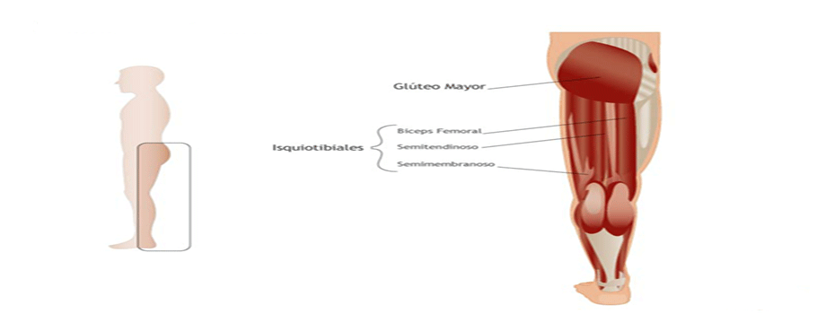 ¿Qué son los músculos Isquiotibiales?